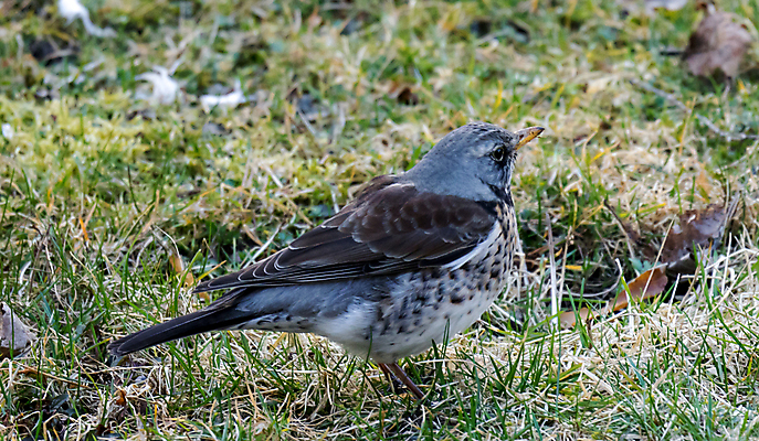 포토 JPG 해외이미지 나무 동물 열매 야생동물 백그라운드 겨울 밭 날개 오렌지 자연 조류 앉기 사람없음 목재 빨간색 갈색 노란색 봄 회색 흰색 나뭇가지 관찰 숲 깃털 싱글 꼬리 부리 내추럴 고립 동물상 해외202007 해외포토 식물 계절 컬러 농업 과일 재료 모션 조형물 생태계 파일형식