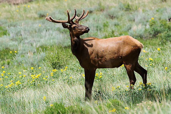 포토 JPG 해외이미지 동물 호수 야생동물 포유류 가족 자연 사슴 산 털 종류 사람없음 물 갈색 어둠 코트 종 흰색 소나무 소 습지 숲 큼 시원함 속눈썹 버드나무 바퀴자국 황소 코 귀 무거움 주둥이 엘크 콜로라도 벨벳 해외202007 해외포토 자연요소 나무 컬러 관계 자국 신체부위 미국 외투 무게 크기 실크 눈썹 생태계 파일형식