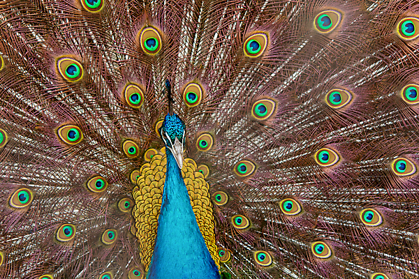 포토 JPG 해외이미지 동물 남자 야생동물 백그라운드 패턴 날개 자연 조류 사람없음 장식 초록색 파란색 컬러풀 머리 활발 펼침 의식 우아함 공작 깃털 묘사 즐거움 질감 꼬리 부리 번짐 보여주기 동물상 터키석 해외202007 해외포토 감정 컬러 컨셉 무늬 모션 사람 신체부위 조형물 보석 생태계 파일형식 효과