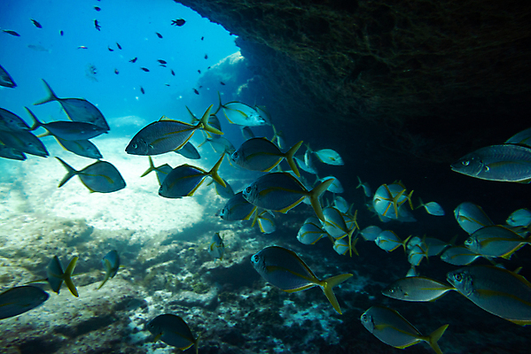 포토 JPG 해외이미지 동물 바다 섬 여행 학교 자연 낚시 어류 풍경 사람없음 빨간색 물 파란색 바닷속 수중 수영 그룹 산호 잠수부 땅 생태계 다이빙 암초 내추럴 깊이 파라다이스 해외202007 해외포토 자연요소 교육 컬러 레저 수중동물 수상스포츠 자포동물 전문직 수중스포츠 파일형식