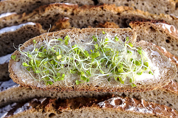 포토 JPG 해외이미지 음식 빵 건강 사람없음 빵집 버터 해외202007 해외포토 상점 파일형식