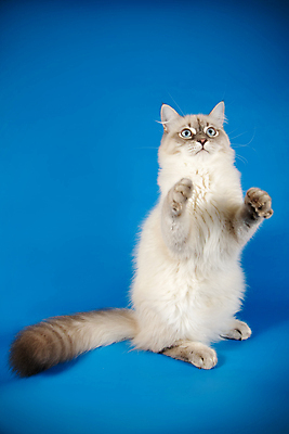 포토 JPG 해외이미지 한마리 사람없음 파란색 반려동물 고양이 해외202007 네바마스커레이드 해외포토 동물 1 컬러 포유류 파일형식