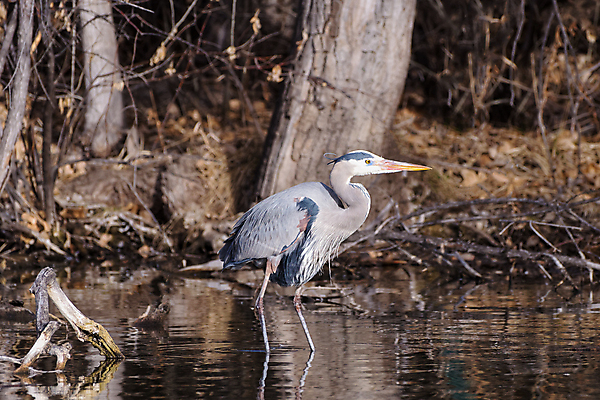 포토 JPG 해외이미지 동물 여자 남자 야생동물 조류 산 사람없음 물 파란색 컬러풀 계란 연못 쌍 막대기 둥지 습지 큼 왜가리 깃털 부리 사냥꾼 목 수유 콜로라도 플로리다 해외202007 해외포토 자연요소 직업 컬러 사람 신체부위 알 미국 크기 파일형식