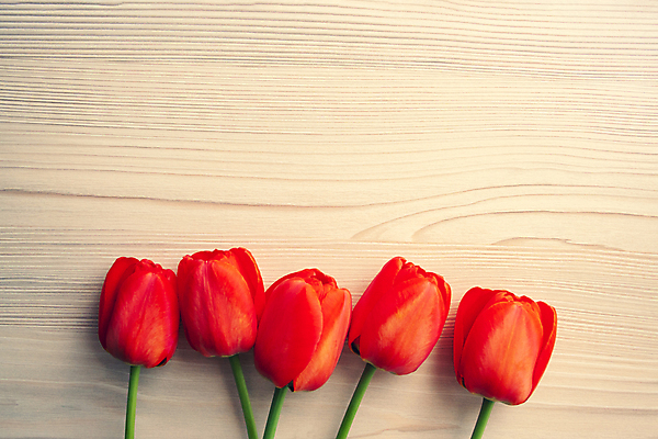 포토 JPG 해외이미지 계절 기념일 꽃 행복 꽃다발 백그라운드 꽃무늬 텍스트 자연 벽지 휴가 부활절 프레임 발렌타인데이 선물 사랑 사람없음 목재 장식 빨간색 초록색 우주 봄 낭만 튤립 벚꽃 축하 인사 신선 신용카드 생일 4월 5월 엽서 초대 줄서기 터키석 목업 카피스페이스 해외202007 해외포토 나무 식물 감정 컬러 컨셉 무늬 재료 모션 데이이벤트 이벤트 금융 공백 예절 날짜 보석 편지 생태계 파일형식