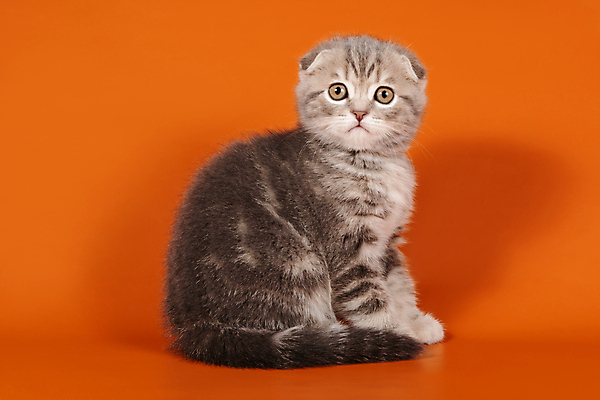 포토 JPG 해외이미지 동물 응시 행복 백그라운드 포유류 영국 털 미술 사람없음 반려동물 컬러풀 갈색 검은색 고양이 회색 흰색 유머 개 강아지 스케치 얼룩무늬 송곳니 고립 기르기 접기 스코틀랜드 해외202007 해외포토 시선 감정 유럽 컬러 무늬 모션 문화예술 치아 돌봄 파일형식