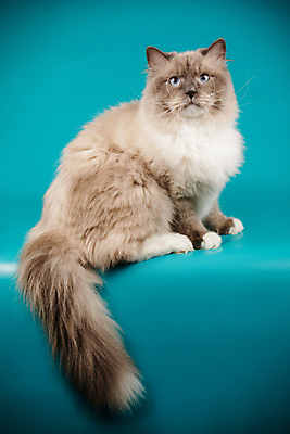 포토 JPG 해외이미지 한마리 사람없음 파란색 반려동물 고양이 포인트 해외202007 네바마스커레이드 해외포토 동물 1 컬러 포유류 금융 파일형식