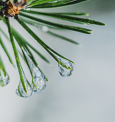 포토 JPG 해외이미지 나무 식물 계절 백그라운드 크리스마스 겨울 패턴 자연 날씨 추상 휴가 사람없음 야외 목재 초록색 파란색 냉동 얼음 추위 흰색 나뭇가지 소나무 숲 12월 크리스탈 서리 상록수 침엽수 솜털 전나무 1월 내추럴 눈내림 가문비나무 해외202007 해외포토 자연요소 기념일 컬러 무늬 재료 눈_날씨 날짜 광석 생태계 파일형식