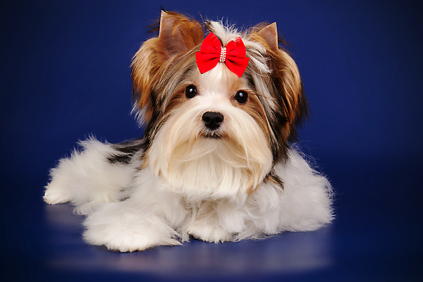 포토 JPG 해외이미지 나무 동물 1 행복 새끼 백그라운드 크리스마스 공 휴가 새로움 털 미소 사람없음 장식 빨간색 반려동물 산타클로스 검은색 거울 흰색 개 달콤 강아지 작음 샴페인 요크셔테리어 테리어 연도 활 솜털 송곳니 기르기 비버 삼색 해외202007 우호적 해외포토 식물 기념일 감정 컬러 컨셉 포유류 주류 표정 맛 치아 크기 돌봄 파일형식