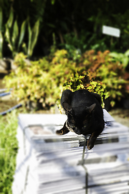 포토 JPG 해외이미지 동물 컨셉 포유류 태국 자연 휴식 사람없음 반려동물 먹기 솜털 대가리 해외202007 해외포토 아시아 모션 생태계 파일형식