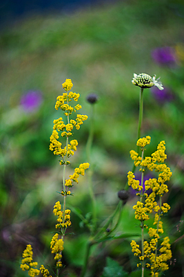 포토 JPG 해외이미지 식물 꽃잎 꽃 유럽 백그라운드 밭 자연 산 초원 사람없음 야외 초록색 여름 노란색 벚꽃 내추럴 카피스페이스 해외202007 해외포토 계절 나라 컬러 농업 공백 생태계 파일형식