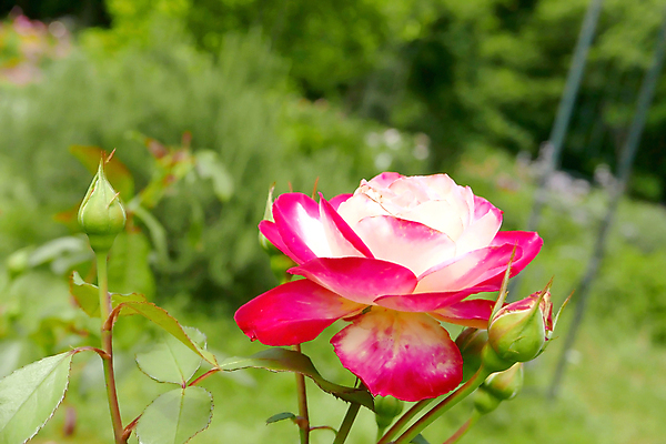포토 JPG 해외이미지 나무 식물 1 디자인 계절 공원 꽃 백그라운드 잎 꽃무늬 밭 자연 바닥 풍경 사람없음 빨간색 초록색 여름 정원 맑음 봄 벚꽃 신선 정상 숲 내추럴 땅바닥 해외202007 해외포토 공공시설 컬러 무늬 농업 날씨 생태계 파일형식