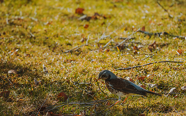 포토 JPG 해외이미지 나무 동물 열매 야생동물 백그라운드 겨울 밭 날개 오렌지 자연 조류 앉기 사람없음 목재 빨간색 갈색 노란색 봄 회색 흰색 나뭇가지 관찰 숲 깃털 싱글 꼬리 부리 내추럴 고립 동물상 해외202007 해외포토 식물 계절 컬러 농업 과일 재료 모션 조형물 생태계 파일형식