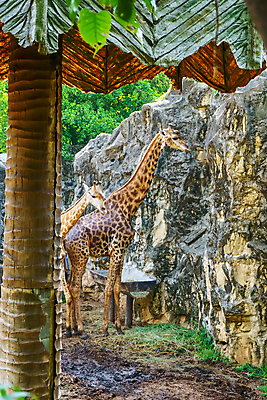 포토 JPG 해외이미지 나무 동물 공원 얼굴 야생동물 여행 백그라운드 포유류 가족 아프리카 자연 동물원 풍경 사람없음 야외 갈색 머리 큼 기린 사파리 목 케냐 남쪽 내추럴 세렝게티 탄자니아 해외202007 해외포토 식물 공공시설 나라 컬러 관계 신체부위 크기 방향 생태계 파일형식