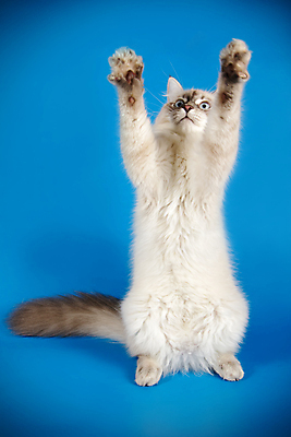 포토 JPG 해외이미지 한마리 사람없음 파란색 반려동물 고양이 해외202007 네바마스커레이드 해외포토 동물 1 컬러 포유류 파일형식