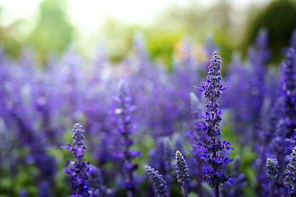 포토 JPG 해외이미지 식물 디자인 계절 꽃잎 꽃 분홍색 꽃다발 백그라운드 꽃무늬 패턴 자연 사람없음 초록색 컬러풀 보라색 봄 성장 벚꽃 신선 질감 만들기 내추럴 해외202007 해외포토 컬러 무늬 모션 생태계 파일형식
