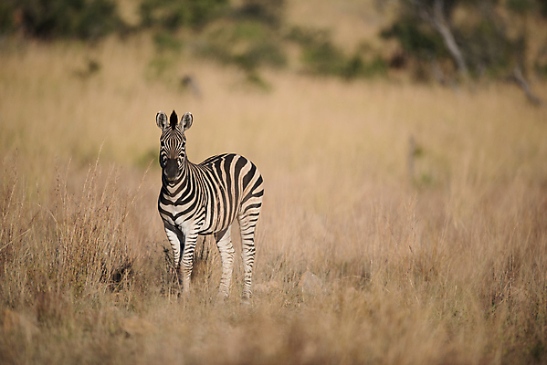 포토 JPG 해외이미지 동물 커플 야생동물 여행 패턴 오렌지 아프리카 자연 하늘 아침 휴가 국립공원 풍경 사람없음 빛 태양 평화 일출 침묵 일몰 줄무늬 우정 게임 인사 황무지 고독 군중 숲 사파리 호기심 얼룩말 나미비아 보츠와나 세렝게티 흥미 해외202007 해외포토 주간 자연요소 공원 감정 나라 컨셉 무늬 과일 관계 놀이 사람 친구 노을 소리 예절 말_동물 생태계 남아프리카 파일형식