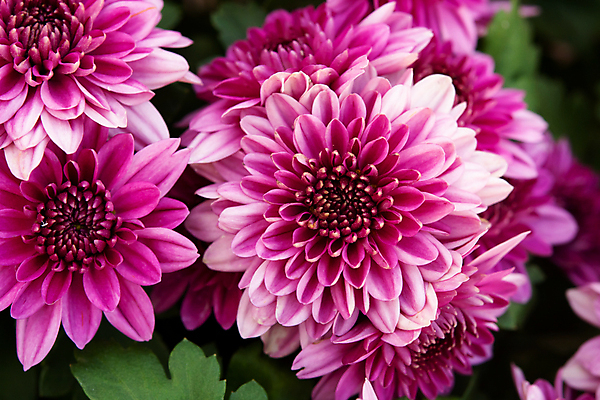 포토 JPG 해외이미지 나무 식물 디자인 계절 꽃잎 꽃 분홍색 꽃다발 백그라운드 잎 겨울 꽃무늬 패턴 자연 국화 사람없음 장식 초록색 여름 컬러풀 정원 보라색 봄 활발 벚꽃 가을 신선 쌍 우아함 달콤 원예 데이지 내추럴 뿌연 해외202007 해외포토 컬러 컨셉 무늬 취미 맛 생태계 파일형식