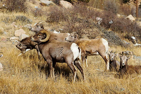 포토 JPG 해외이미지 여자 남자 야생동물 어린이 모래 겨울 포유류 자연 털 뿔 사람없음 빛 태양 힘 가을 붓 양 뜨거움 소 군중 먹기 바퀴자국 냄새 암초 송아지 램 어려움 옛날 콜로라도 해외202007 해외포토 자연요소 동물 계절 새끼 자국 모션 사람 미국 생태계 파일형식