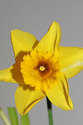 포토 JPG 해외이미지 식물 계절 꽃잎 꽃 줄기 꽃다발 잎 꽃무늬 자연 부활절 주택 실내 선물 사람없음 내부 장식 빨간색 초록색 컬러풀 노란색 봄 거울 성장 벚꽃 신선 개화 우아함 다발 꽃가루 수선화 리빙 내추럴 궤 해외202007 해외포토 기념일 컬러 컨셉 무늬 건물 가루 생태계 파일형식