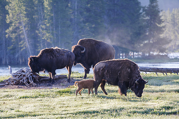 포토 JPG 해외이미지 나무 동물 남자 야생동물 밭 신체 포유류 자연 산 털 뿔 종류 성인 사람없음 야외 초록색 파란색 갈색 미국 어둠 코트 가을 흰색 소 군중 숲 위험 큼 들소 순수 황소 코 먼지 나무껍질 지역 무거움 주둥이 공격적 어려움 와이오밍 찰과상 콜로라도 해골모형 힘찬 해외202007 해외포토 식물 계절 컬러 컨셉 북아메리카 농업 사람 신체부위 모형 외투 껍질 무게 상처 크기 생태계 파일형식