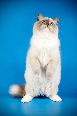 포토 JPG 해외이미지 한마리 사람없음 파란색 반려동물 고양이 해외202007 네바마스커레이드 해외포토 동물 1 컬러 포유류 파일형식