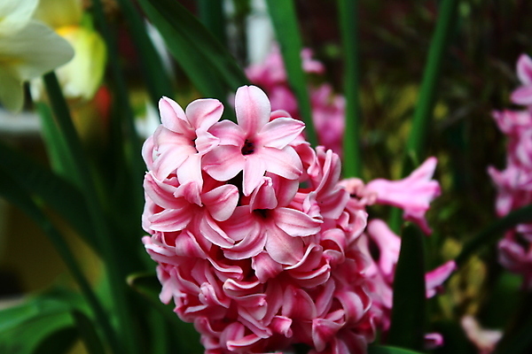 포토 JPG 해외이미지 꽃 분홍색 사람없음 봄 4월 히아신스 해외202007 해외포토 식물 계절 컬러 날짜 파일형식