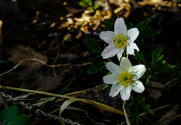 포토 JPG 해외이미지 나무 식물 계절 공원 꽃잎 꽃 백그라운드 잎 꽃무늬 자연 사람없음 야외 목재 초록색 파란색 빛 태양 노란색 환경 정원 보라색 봄 들꽃 벚꽃 흰색 신선 개화 숲 작음 제비꽃 묘사 내추럴 아네모네 해외202007 해외포토 자연요소 공공시설 컬러 무늬 재료 크기 생태계 파일형식
