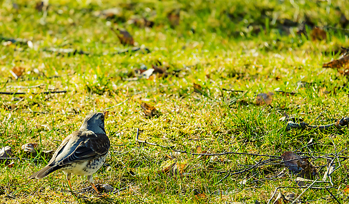 포토 JPG 해외이미지 나무 동물 열매 야생동물 백그라운드 겨울 밭 날개 오렌지 자연 조류 앉기 사람없음 목재 빨간색 갈색 노란색 봄 회색 흰색 나뭇가지 관찰 숲 깃털 싱글 꼬리 부리 내추럴 고립 동물상 해외202007 해외포토 식물 계절 컬러 농업 과일 재료 모션 조형물 생태계 파일형식