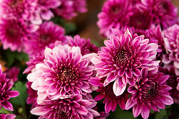 포토 JPG 해외이미지 나무 식물 디자인 계절 꽃잎 꽃 분홍색 꽃다발 백그라운드 잎 겨울 꽃무늬 패턴 자연 국화 사람없음 장식 초록색 여름 컬러풀 정원 보라색 봄 활발 벚꽃 가을 신선 쌍 우아함 달콤 원예 데이지 내추럴 뿌연 해외202007 해외포토 컬러 컨셉 무늬 취미 맛 생태계 파일형식