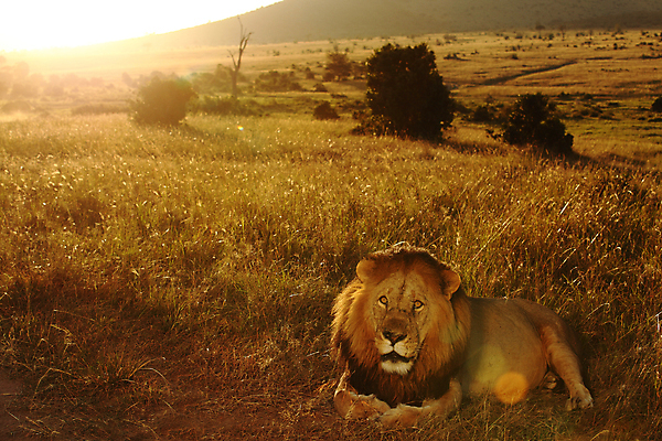 포토 JPG 해외이미지 동물 응시 남자 야생동물 포유류 아프리카 자연 아침 털 사람없음 야외 빛 고양이 사막 황무지 위험 사자 큼 사파리 육식동물 갈기 사냥꾼 사자자리 표범 남쪽 내추럴 남아프리카 동물상 힘찬 해외202007 해외포토 주간 직업 시선 나라 컨셉 사람 반려동물 조형물 별자리 크기 방향 생태계 파일형식