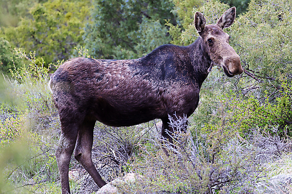 포토 JPG 해외이미지 동물 호수 야생동물 포유류 자연 산 털 종류 사람없음 초록색 물 갈색 어둠 코트 종 흰색 소나무 소 습지 군중 숲 위험 큼 시원함 속눈썹 버드나무 황소 코 귀 무거움 주둥이 콜로라도 벨벳 해외202007 해외포토 자연요소 나무 컬러 컨셉 사람 신체부위 미국 외투 무게 크기 실크 눈썹 생태계 파일형식