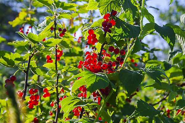 포토 JPG 해외이미지 식물 계절 열매 음식 백그라운드 잎 다이어트 과일 자연 건강 사람없음 야외 빨간색 초록색 햇빛 태양 정원 맑음 활발 수확 성장 나뭇가지 신선 달콤 맛 과수원 다발 먹기 오브젝트 유기농 날것 8월 7월 내추럴 건포도 숙성 비건 맛있는 해외202007 해외포토 자연요소 나무 웰빙 컬러 컨셉 농업 모션 포도 날씨 날짜 생태계 건과일 채식주의자 파일형식