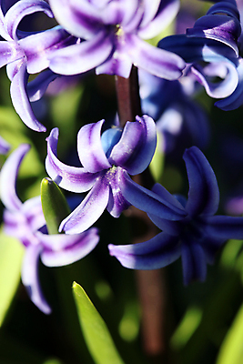 포토 JPG 해외이미지 식물 접시 계절 꽃 화분 잎 꽃무늬 농업 전구 자연 부활절 이끼 사람없음 장식 초록색 여름 파란색 노란색 정원 보라색 봄 성장 벚꽃 인사 신선 업무 개화 원예 데이지 화단 부드러움 내추럴 심기 히아신스 해외202007 해외포토 식기 기념일 산업 컬러 무늬 모션 취미 예절 작업 감각 생태계 파일형식