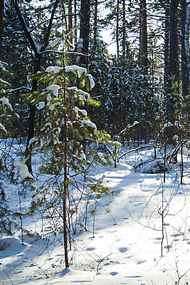 포토 JPG 해외이미지 나무 계절 크리스마스 겨울 자연 동화 날씨 새로움 풍경 사람없음 야외 햇빛 태양 평화 냉동 얼음 추위 백발 흰색 나뭇가지 소나무 바늘 눈송이 황무지 숲 12월 연도 서리 장면 북쪽 침엽수 전나무 1월 2월 제설기 눈내림 가문비나무 해외202007 해외포토 자연요소 식물 헤어스타일 기념일 컬러 컨셉 눈_날씨 도구 날짜 방향 생태계 제설 파일형식