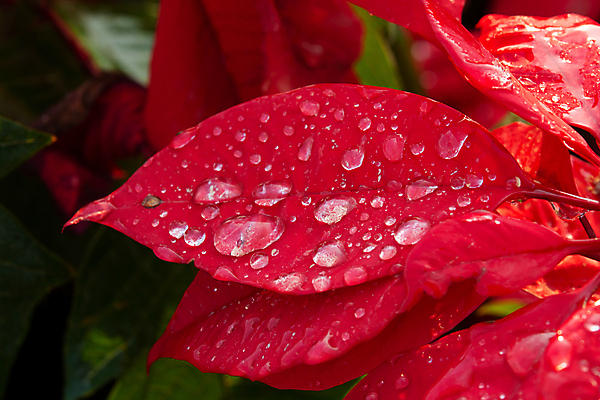 포토 JPG 해외이미지 나무 식물 계절 꽃잎 꽃 분홍색 백그라운드 잎 크리스마스 겨울 꽃무늬 자연 휴가 사람없음 장식 빨간색 초록색 물 컬러풀 정원 벚꽃 물방울 축하 개화 떨어짐 이슬 질감 포인세티아 강렬 해외202007 해외포토 자연요소 기념일 컬러 컨셉 무늬 생태계 파일형식