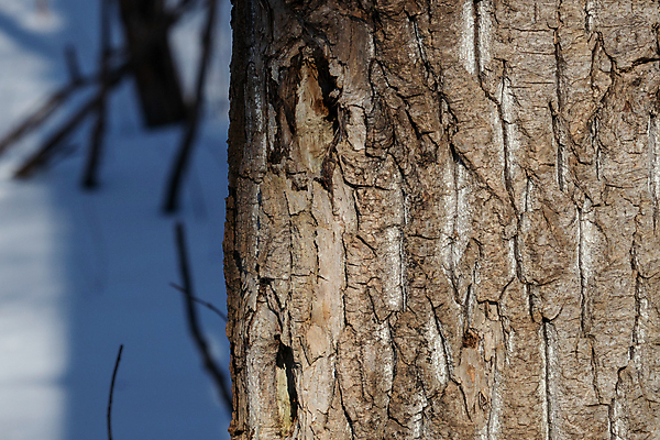 포토 JPG 해외이미지 나무 식물 디자인 백그라운드 겨울 자연 사람없음 야외 목재 옆모습 세로 갈색 회색 흰색 거친 가장자리 숲 묘사 질감 나무껍질 내추럴 벌거벗은 울퉁불퉁 디테일 해외202007 해외포토 계절 뷰포인트 컬러 재료 껍질 둘레 생태계 파일형식