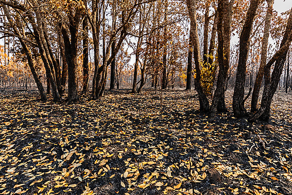 포토 JPG 해외이미지 나무 식물 계절 공원 야생동물 잎 태국 자연 불 날씨 추상 건조 풍경 사람없음 목재 환경 가을 나뭇가지 죽음 뜨거움 숲 열대우림 땅 가뭄 지구온난화 기후변화 삼림지대 재 현상 화상 해외202007 해외포토 자연요소 동물 공공시설 아시아 무늬 재료 변화 상처 생태계 파일형식