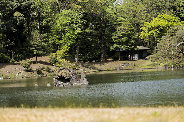 포토 JPG 해외이미지 나무 식물 구름 계절 공원 꽃잎 꽃 분홍색 섬 백그라운드 잎 자연 하늘 사람없음 야외 목재 파란색 컬러풀 정원 일본 봄 바위 흰색 나뭇가지 연못 신선 소나무 화려 도쿄 붓꽃 내추럴 창백 방법 해외202007 해외포토 자연요소 공공시설 아시아 컬러 컨셉 재료 돌_바위 생태계 파일형식