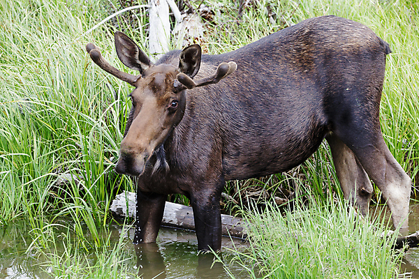 포토 JPG 해외이미지 동물 호수 야생동물 포유류 자연 산 털 종류 사람없음 초록색 물 갈색 어둠 코트 종 흰색 소나무 소 습지 군중 숲 위험 큼 시원함 속눈썹 버드나무 황소 코 귀 무거움 주둥이 콜로라도 벨벳 해외202007 해외포토 자연요소 나무 컬러 컨셉 사람 신체부위 미국 외투 무게 크기 실크 눈썹 생태계 파일형식