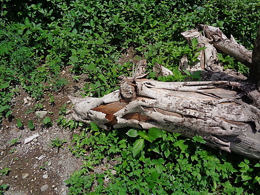 포토 JPG 해외이미지 나무 식물 디자인 벽 패턴 자연 벽지 탁자 표면 추상 바닥 미술 사람없음 목재 갈색 줄무늬 회색 수확 시골 소나무 구멍 거친 널 낟알 묘사 질감 복고 목공예 잡동사니 내추럴 거짓 그런지 수목 옛날 노화 해외202007 해외포토 컬러 가구 컨셉 무늬 농업 재료 문화예술 공예 생태계 파일형식