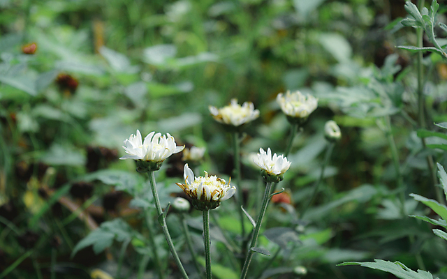 포토 JPG 해외이미지 계절 꽃잎 꽃 백그라운드 겨울 농업 사람없음 햇빛 농장 노란색 정원 들꽃 튤립 성장 벚꽃 신선 개화 숲 허브 유기농 데이지 꽃가루 부드러움 꽃수술 캐모마일 해외202007 해외포토 식물 웰빙 산업 컬러 태양 감각 가루 파일형식