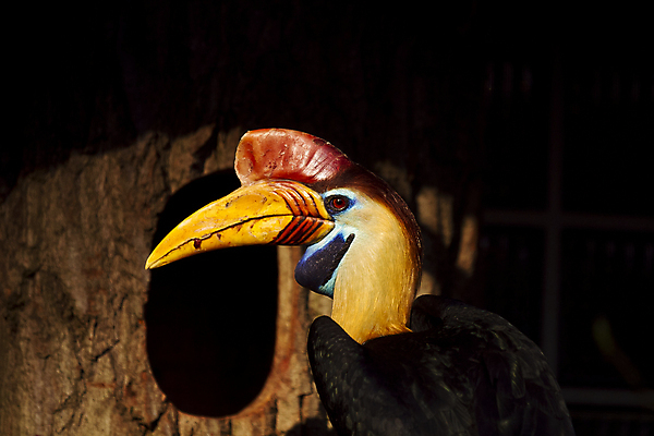 포토 JPG 해외이미지 동물 아시아 야생동물 백그라운드 자연 조류 뿔 동물원 종류 동양인 사람없음 빨간색 초록색 파란색 컬러풀 갈색 노란색 머리 검은색 흰색 숲 깃털 묘사 흰배경 부리 멸종 계산서 내추럴 동물상 생태학 이국적 해외202007 해외포토 멸종위기종 교육 나라 컬러 인종 신체부위 조형물 생태계 파일형식