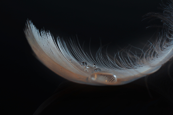 포토 JPG 해외이미지 실루엣 날개 상상 불꽃 왕관 요정 사람없음 물 반짝임 평화 수영 고요 꿈 물방울 황금 우아함 확대 매끈함 순수 깃털 심플 백조 윤곽 부드러움 공상 깃털펜 깊이 단아함 슬라이드 천진난만 취급주의 카피스페이스 해외202007 해외포토 자연요소 컨셉 모션 조류 불 촬영기법 경고 펜 공백 수상스포츠 감각 파일형식