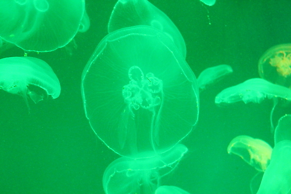 포토 JPG 해외이미지 모양 동물 야생동물 바다 백그라운드 자연 생물 사람없음 물 파란색 빛 수중 수영 어둠 투명 위험 수족관 젤리 광 깊이 해외202007 해외포토 자연요소 컬러 컨셉 디저트 수상스포츠 생태계 파일형식