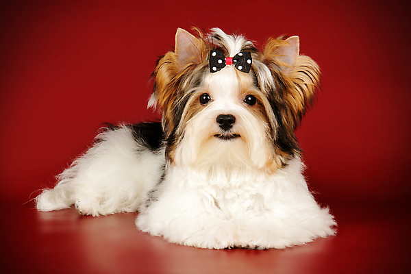 포토 JPG 해외이미지 동물 1 행복 새끼 백그라운드 새로움 털 미소 사람없음 빨간색 반려동물 검은색 거울 흰색 개 달콤 강아지 작음 요크셔테리어 테리어 활 솜털 송곳니 기르기 비버 삼색 해외202007 우호적 해외포토 감정 컬러 컨셉 포유류 표정 맛 치아 크기 돌봄 파일형식