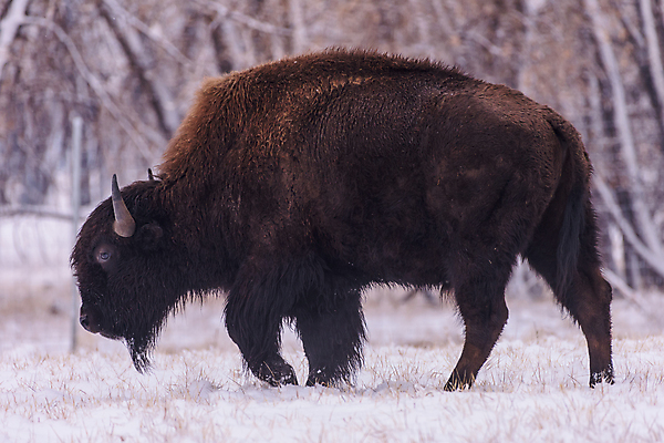 포토 JPG 해외이미지 동물 남자 야생동물 밭 신체 포유류 자연 산 뿔 종류 성인 사람없음 야외 초록색 파란색 갈색 미국 어둠 코트 소 군중 위험 큼 들소 순수 황소 먼지 지역 무거움 공격적 어려움 찰과상 콜로라도 해외202007 해외포토 컬러 컨셉 북아메리카 농업 사람 외투 무게 상처 크기 생태계 파일형식