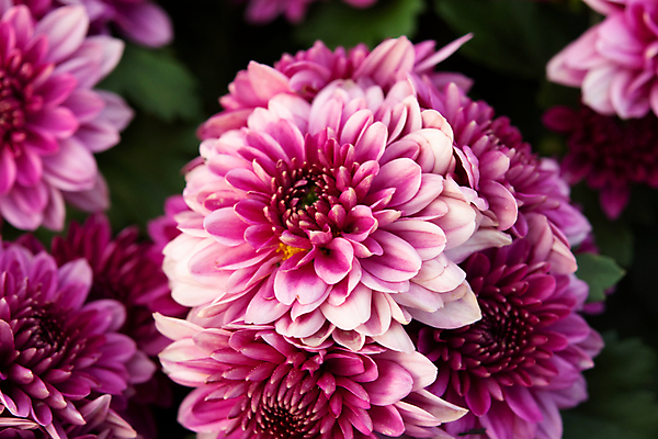 포토 JPG 해외이미지 나무 식물 디자인 계절 꽃잎 꽃 분홍색 꽃다발 백그라운드 잎 겨울 꽃무늬 패턴 자연 국화 사람없음 장식 초록색 여름 컬러풀 정원 보라색 봄 활발 벚꽃 가을 신선 쌍 우아함 달콤 원예 데이지 내추럴 뿌연 해외202007 해외포토 컬러 컨셉 무늬 취미 맛 생태계 파일형식