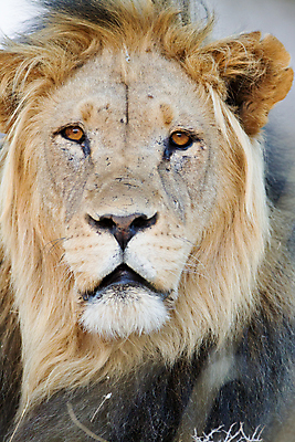 포토 JPG 해외이미지 동물 응시 남자 야생동물 여행 포유류 아프리카 자연 털 성인 사람없음 야외 옆모습 고양이 힘 사막 입 황무지 위험 사자 큼 왕 사파리 사냥 육식동물 갈기 사냥꾼 사자자리 남쪽 내추럴 남아프리카 마사이족 웅장함 전국 힘찬 해외202007 해외포토 직업 시선 나라 뷰포인트 컨셉 사람 신체부위 반려동물 별자리 크기 방향 생태계 파일형식