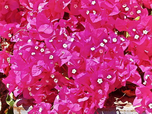 포토 JPG 해외이미지 식물 꽃 자연 사람없음 장식 빨간색 컬러풀 미국 벚꽃 개화 가시 브라질 아르헨티나 페루 해외202007 해외포토 컬러 북아메리카 남아메리카 생태계 파일형식