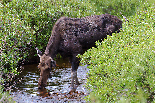 포토 JPG 해외이미지 동물 호수 야생동물 포유류 자연 산 털 종류 사람없음 물 갈색 어둠 코트 종 흰색 소나무 소 습지 군중 숲 위험 큼 시원함 속눈썹 버드나무 황소 코 귀 무거움 주둥이 엘크 콜로라도 벨벳 해외202007 해외포토 자연요소 나무 컬러 컨셉 사람 신체부위 미국 외투 무게 크기 실크 눈썹 생태계 파일형식